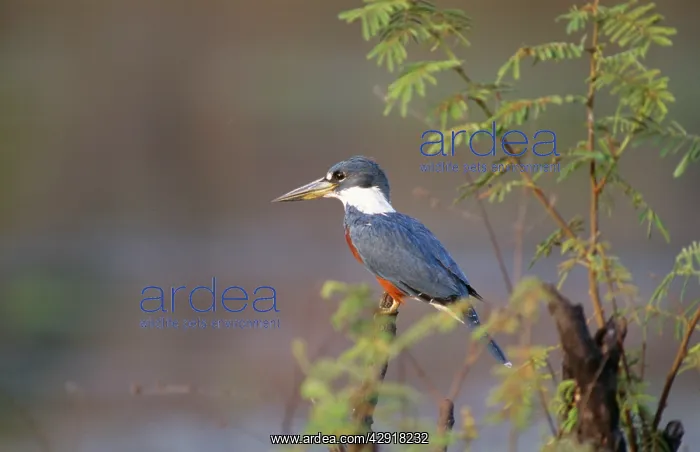 : Ringed Kingfisher : Ringed Kingfisher