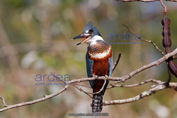 : Ringed Kingfisher : Ringed Kingfisher