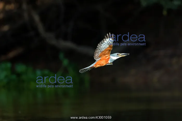 : Ringed Kingfisher : Ringed Kingfisher