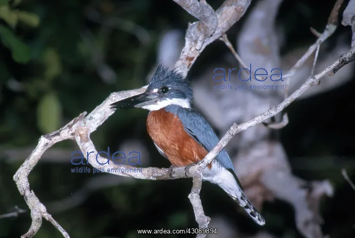 : Ringed Kingfisher : Ringed Kingfisher