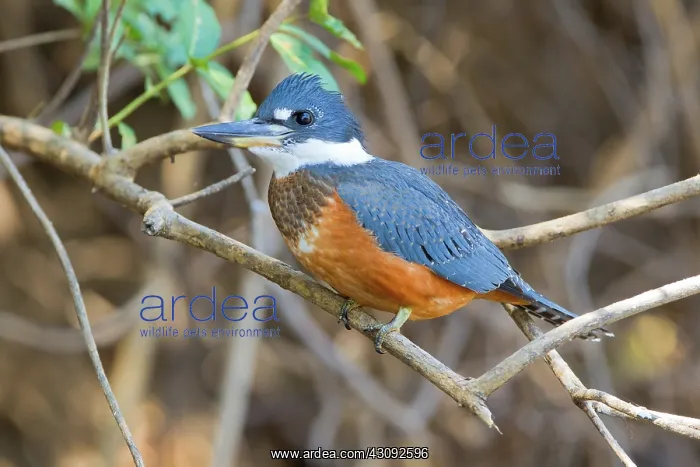  : Ringed Kingfisher