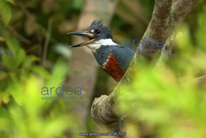 : Ringed Kingfisher / Ceryle torquata - female adult : Ringed Kingfisher / Ceryle torquata - female adult