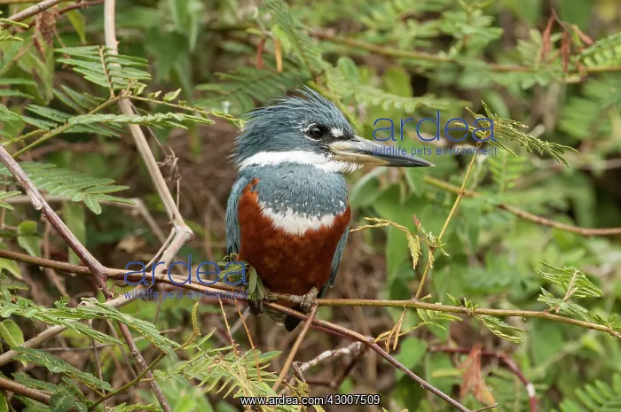 : Ringed Kingfisher female perched in riverside tree : Ringed Kingfisher female perched in riverside tree