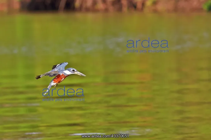 : Ringed Kingfisher - in flight : Ringed Kingfisher - in flight
