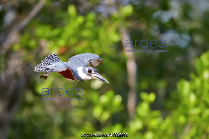 : Ringed Kingfisher in flight Pantanal area Mato Grosso : Ringed Kingfisher in flight Pantanal area Mato Grosso