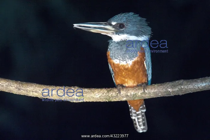 : Ringed Kingfisher (Megaceryle torquata) : Ringed Kingfisher (Megaceryle torquata)