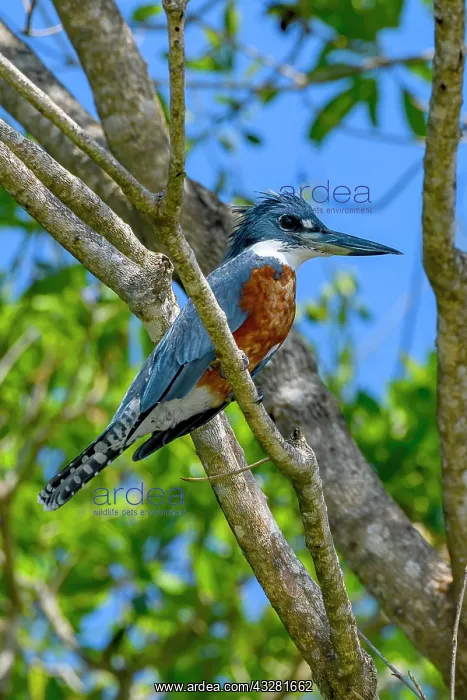 : Ringed kingfisher (Megaceryle torquata), Pantanal : Ringed kingfisher (Megaceryle torquata), Pantanal