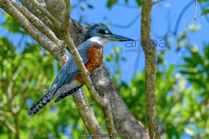: Ringed kingfisher (Megaceryle torquata), Pantanal : Ringed kingfisher (Megaceryle torquata), Pantanal