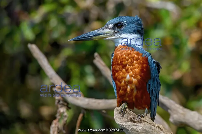: Ringed kingfisher (Megaceryle torquata), Pantanal : Ringed kingfisher (Megaceryle torquata), Pantanal