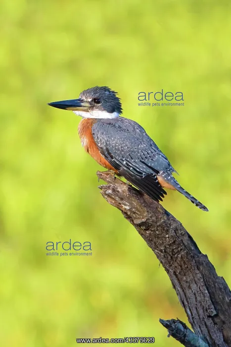 : Ringed Kingfisher (Megaceryle torquata) perched : Ringed Kingfisher (Megaceryle torquata) perched