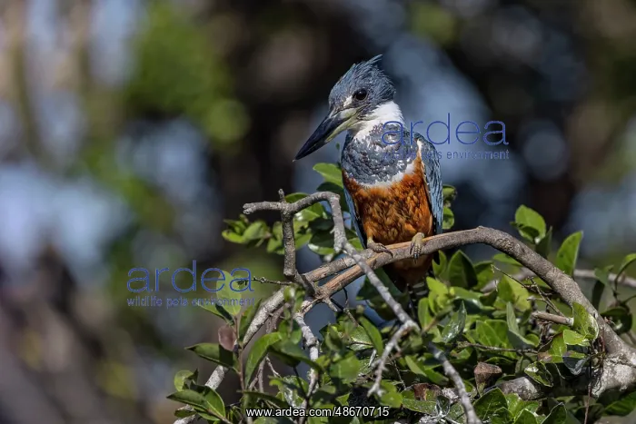 : Ringed kingfisher, Pantanal, Brazil : Ringed kingfisher, Pantanal, Brazil