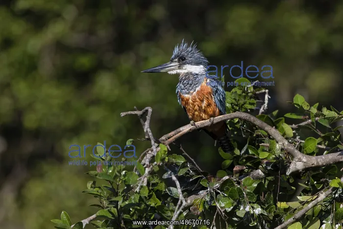 : Ringed kingfisher, Pantanal, Brazil : Ringed kingfisher, Pantanal, Brazil