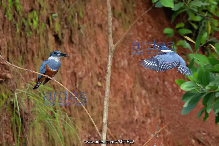 : ringed kingfisher perched along the Rio Frio River in Costa : ringed kingfisher perched along the Rio Frio River in Costa