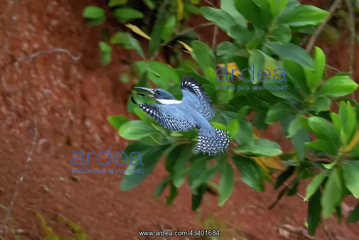 : ringed kingfisher perched along the Rio Frio River in Costa : ringed kingfisher perched along the Rio Frio River in Costa