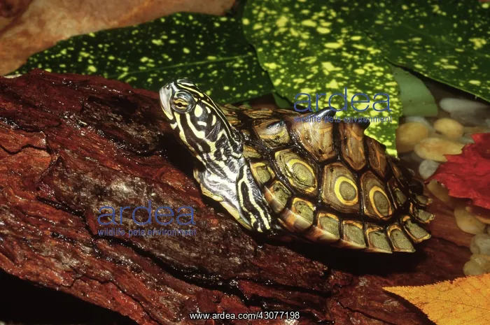 : Ringed Map Turtle : Ringed Map Turtle
