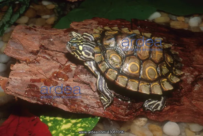 : Ringed Map Turtle : Ringed Map Turtle