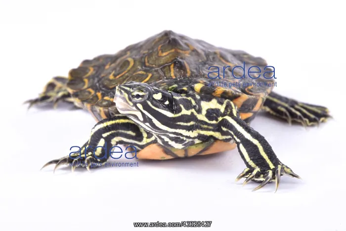 : Ringed map turtle (Graptemys oculifera) on white : Ringed map turtle (Graptemys oculifera) on white