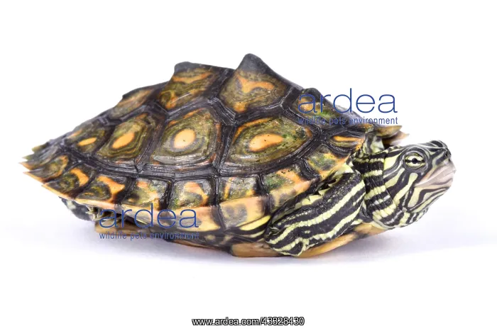 : Ringed map turtle (Graptemys oculifera) on white : Ringed map turtle (Graptemys oculifera) on white