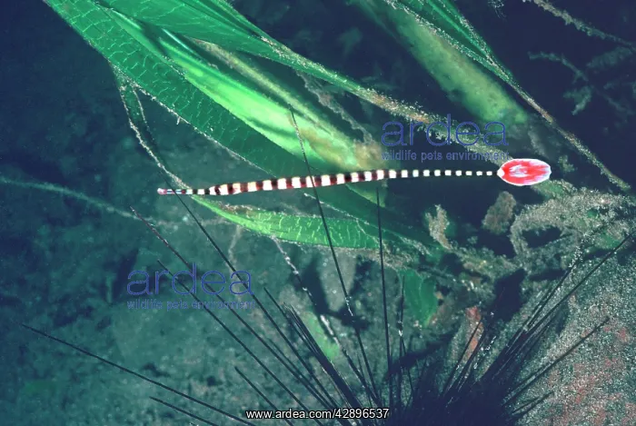 : Ringed Pipe fish - hiding in spines of toxic Diadema : Ringed Pipe fish - hiding in spines of toxic Diadema