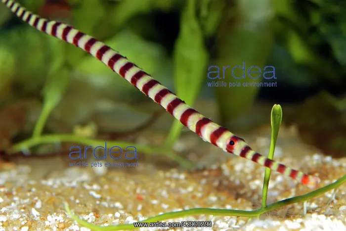 : Ringed Pipefish : Ringed Pipefish