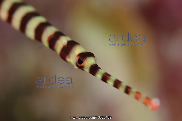: Ringed Pipefish : Ringed Pipefish
