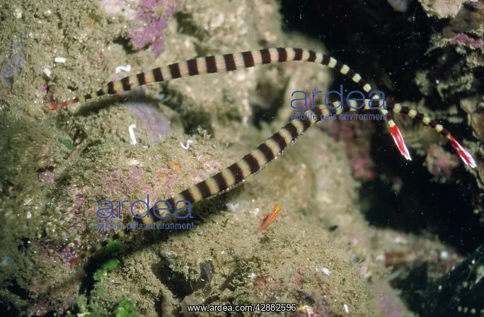 : RINGED PIPEFISH WITH EGGS : RINGED PIPEFISH WITH EGGS