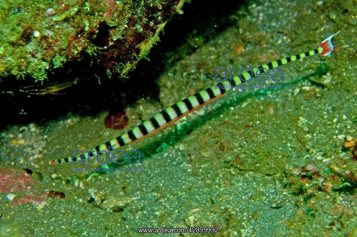 : Ringed Pipefish - male with eggs : Ringed Pipefish - male with eggs