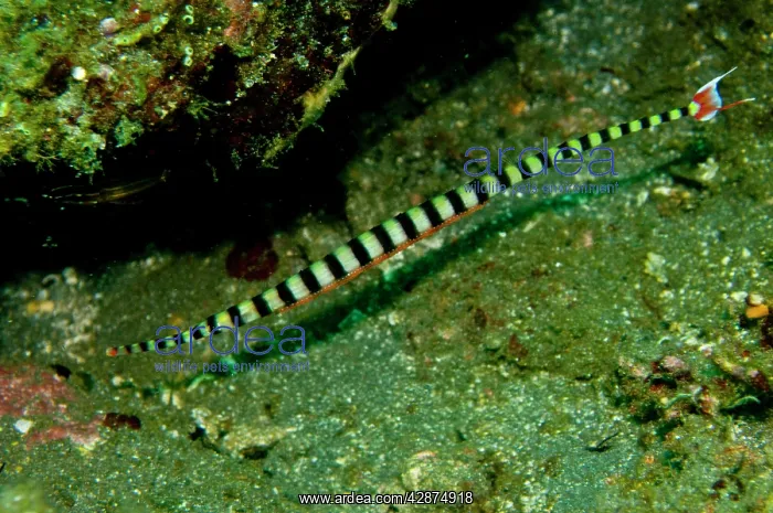 : Ringed Pipefish - male with eggs - unique to this : Ringed Pipefish - male with eggs - unique to this