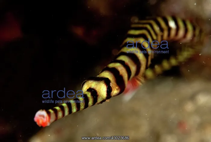  : Ringed Pipefish snout
