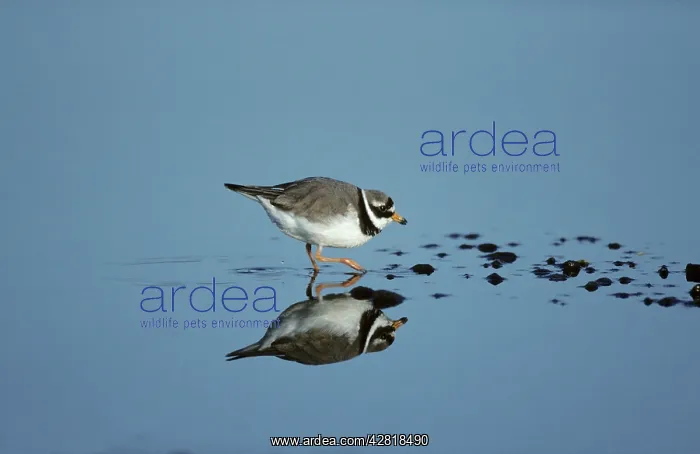 : Ringed Plover : Ringed Plover