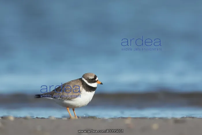 : Ringed Plover : Ringed Plover