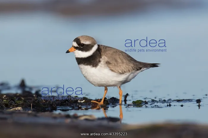 : Ringed Plover : Ringed Plover