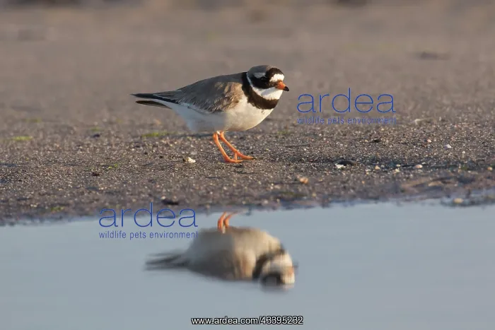 : Ringed Plover : Ringed Plover