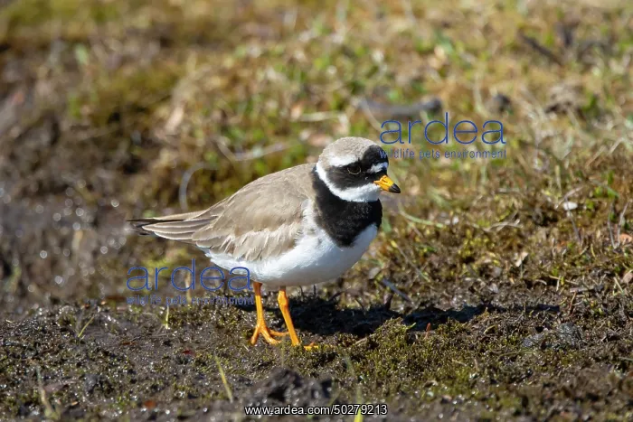 : Ringed Plover : Ringed Plover