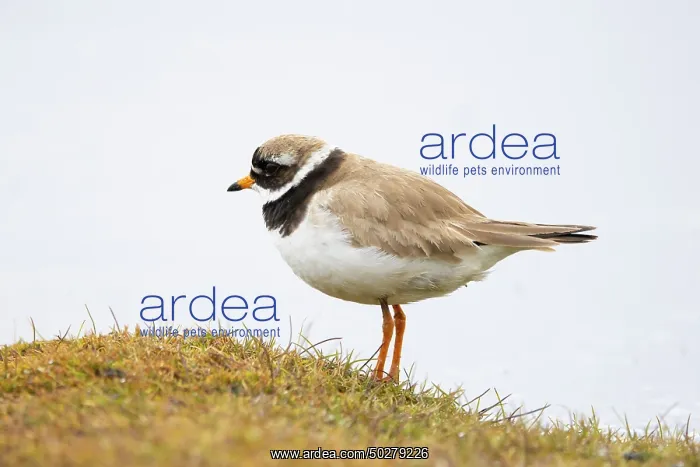 : Ringed Plover : Ringed Plover