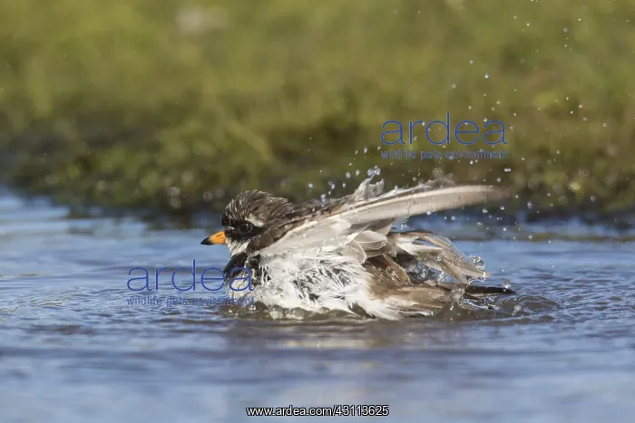 : Ringed Plover - adult bird bathing - Norway