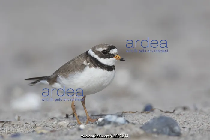 : Ringed Plover - adult bird in breeding plumage - : Ringed Plover - adult bird in breeding plumage -