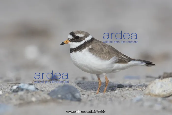 : Ringed Plover - adult bird in breeding plumage - : Ringed Plover - adult bird in breeding plumage -