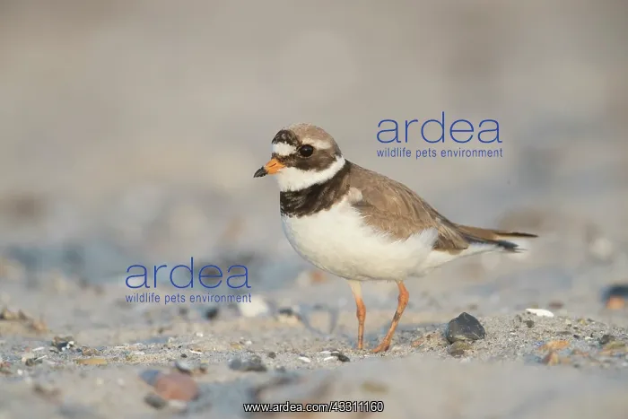 : Ringed Plover - adult bird in breeding plumage - Germany : Ringed Plover - adult bird in breeding plumage - Germany