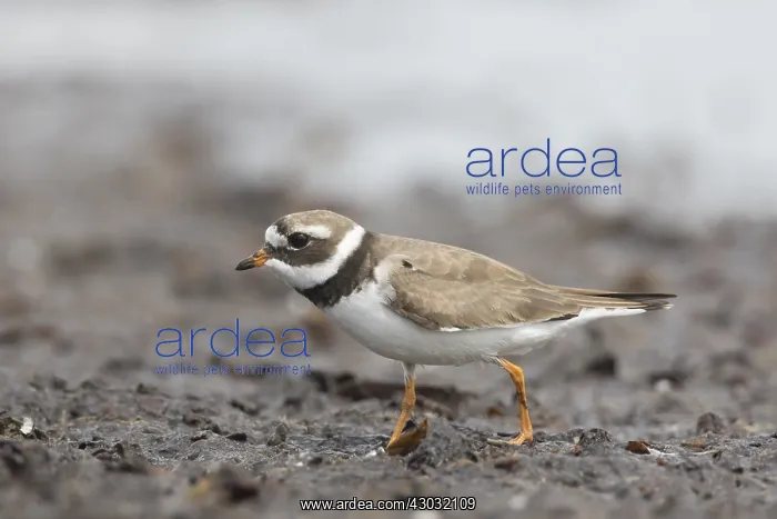 : Ringed Plover - adult bird in breeding plumage - Sweden : Ringed Plover - adult bird in breeding plumage - Sweden