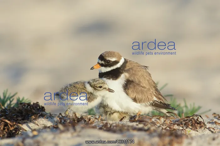 : Ringed Plover - adult bird holding her chicks under : Ringed Plover - adult bird holding her chicks under