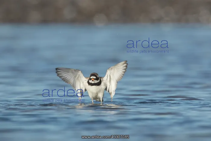 : Ringed Plover - bathing plover in breeding plumage : Ringed Plover - bathing plover in breeding plumage