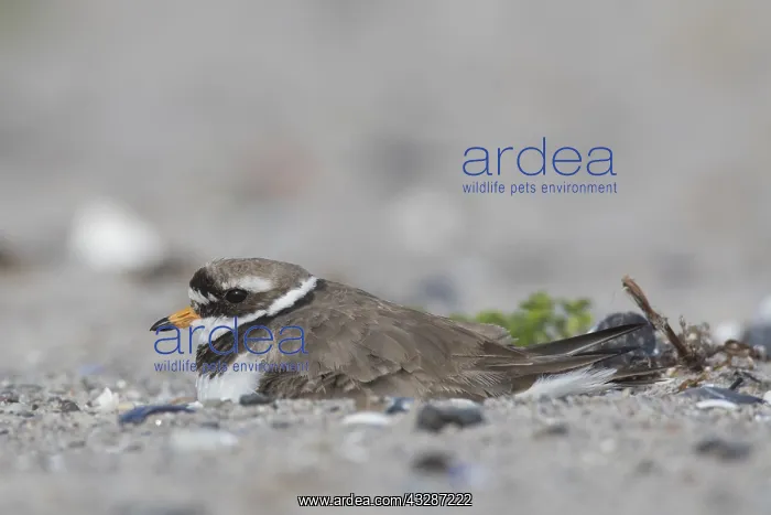 : Ringed Plover - breeding bird - Germany : Ringed Plover - breeding bird - Germany