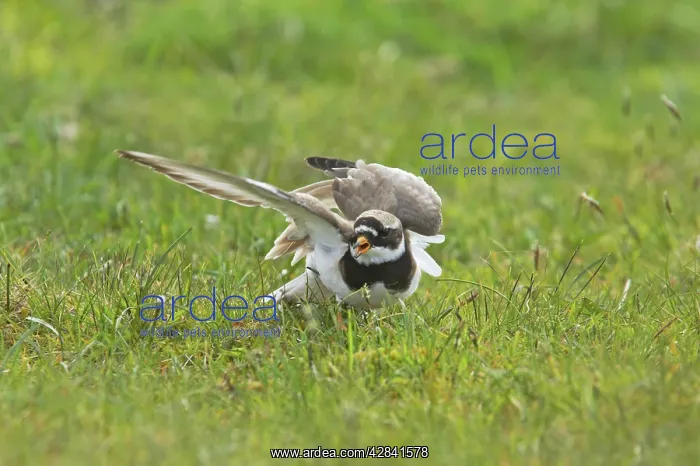 : Ringed Plover - Broken Wing Display : Ringed Plover - Broken Wing Display