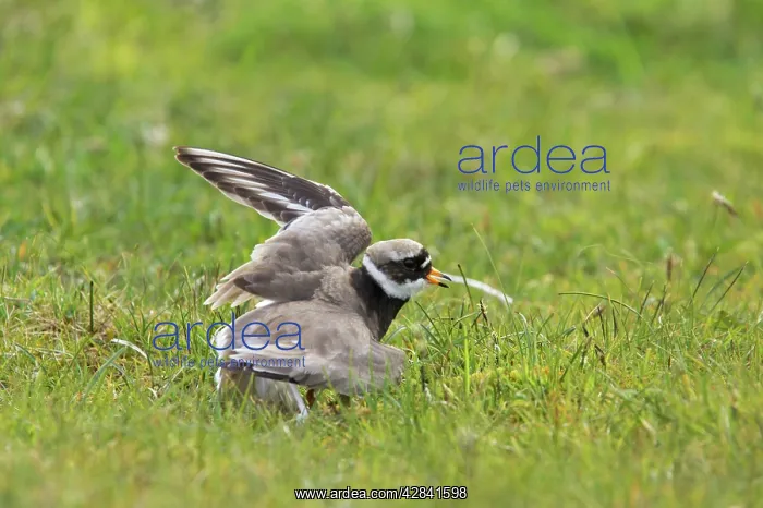 : Ringed Plover - Broken Wing Display : Ringed Plover - Broken Wing Display