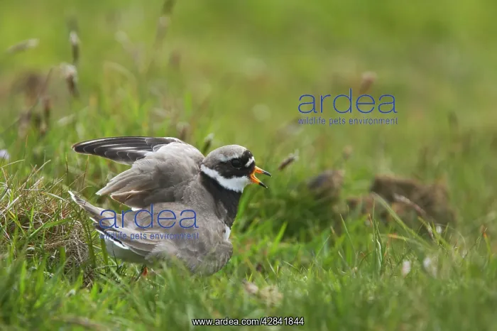 : Ringed Plover - broken wing display : Ringed Plover - broken wing display