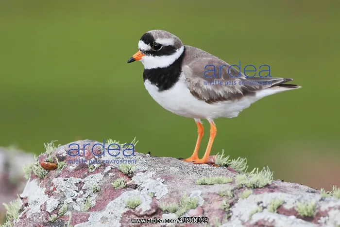: Ringed plover (Charadrius hiaticula), Ringed plover : Ringed plover (Charadrius hiaticula), Ringed plover