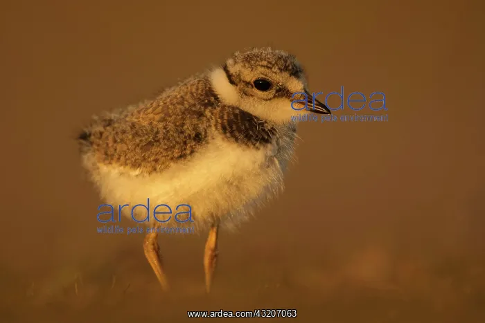 : Ringed plover (Charadrius hiaticula), chick, Texel : Ringed plover (Charadrius hiaticula), chick, Texel