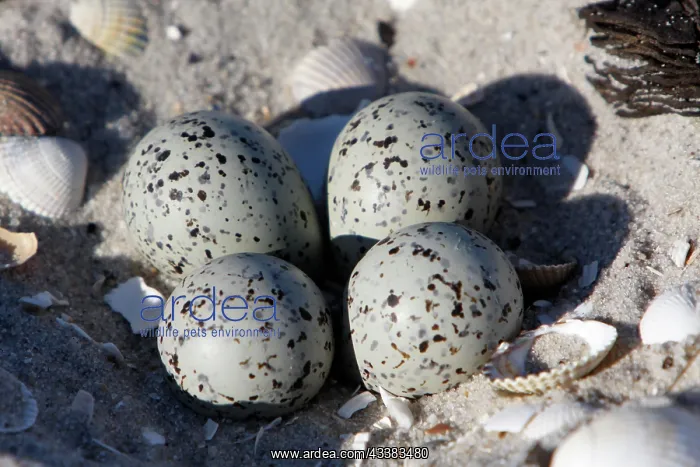 : Ringed Plover (Charadrius hiaticula), clutch of : Ringed Plover (Charadrius hiaticula), clutch of