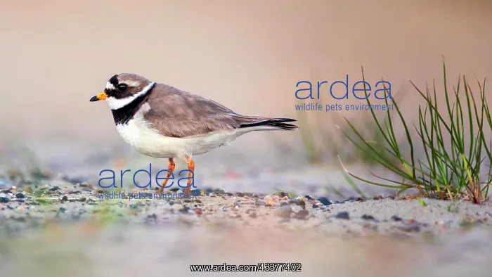 : Ringed Plover (Charadrius hiaticula) Dune landscape : Ringed Plover (Charadrius hiaticula) Dune landscape
